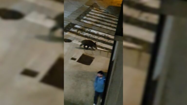 Un xabaril solitario percorre de madrugada as rúas de Compostela