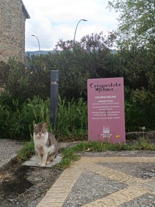 Gatiño na colonia felina xestionada por unha particular en Compostela / Elena González - Galicia Confidencial