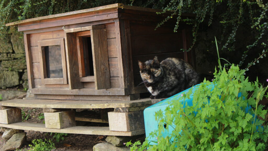 Gatiño nunha das colonias felinas xestionadas por Argo en Compostela /Elena González - Galicia Confidencial