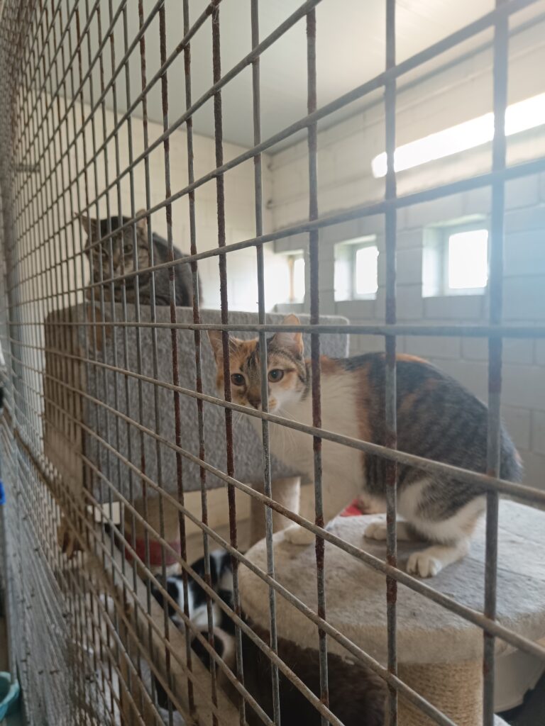 Dous gatiños no Refuxio de Bando / Elena González - Galicia Confidencial