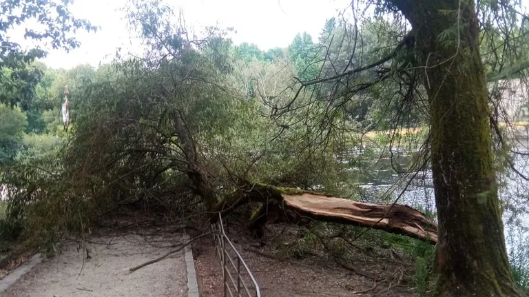 Retiran unha gran rama caída dun salgueiro chorón no parque do Auditorio de Galicia