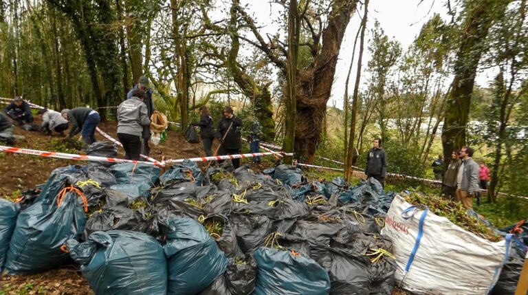 O Concello lanza unha campaña para erradicar unha planta invasora na zona do proxecto Ecobosque: a ‘tradescantia’ ou orella de gato