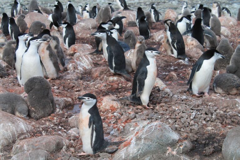 Investigadores da USC e do IEO-CSIC detectan contaminantes nos chans das colonias de pingüíns da Antártida