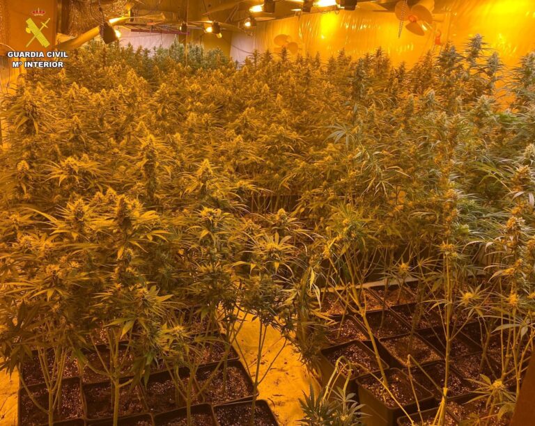 Detido o responsable dunha plantación de marihuana en Ames e case 3.000 plantas intervidas