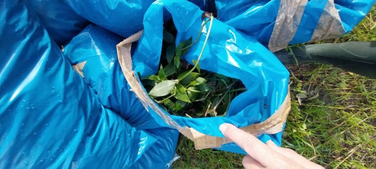 O Concello impulsa a restauración do Xardín Botánico e activa o ‘Laboratorio Vivo’ para recuperar o Sarela