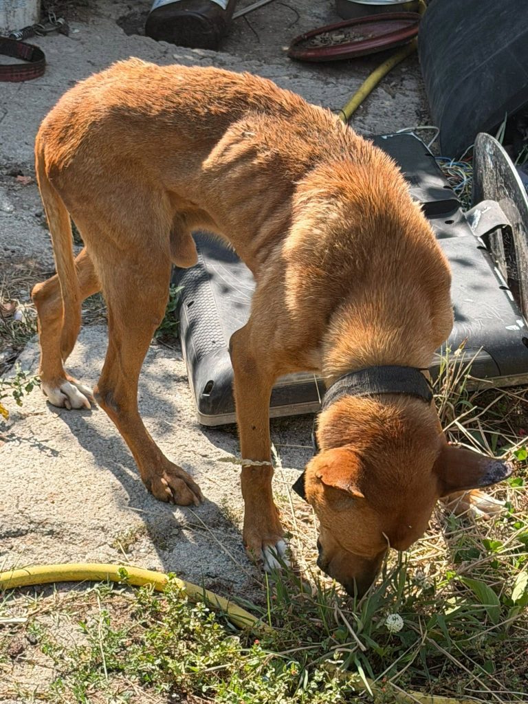Colectivos veciñais de Ames esixen explicacións ao Concello pola desaparición do can ‘Gordo’